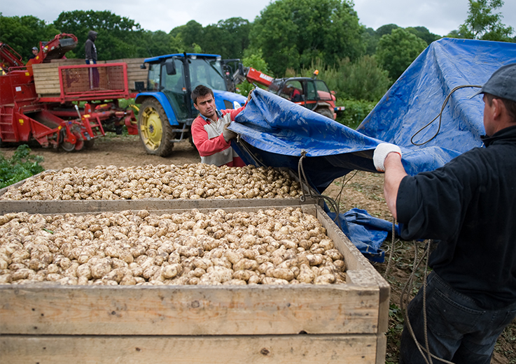 Farmers