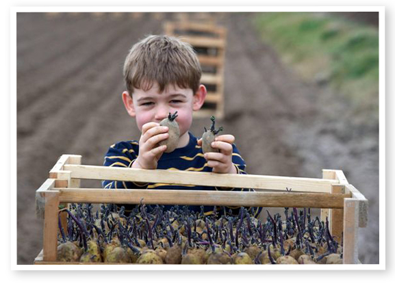 boy with potatoes