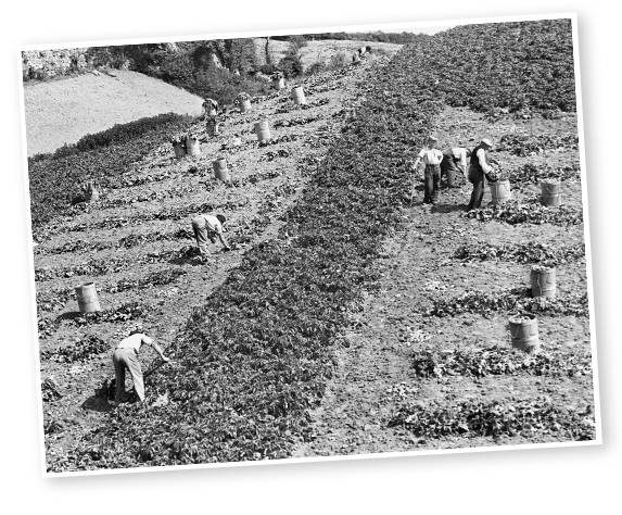 Picking Jersey Royal Potatoes