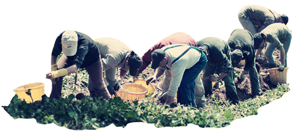 potato pickers