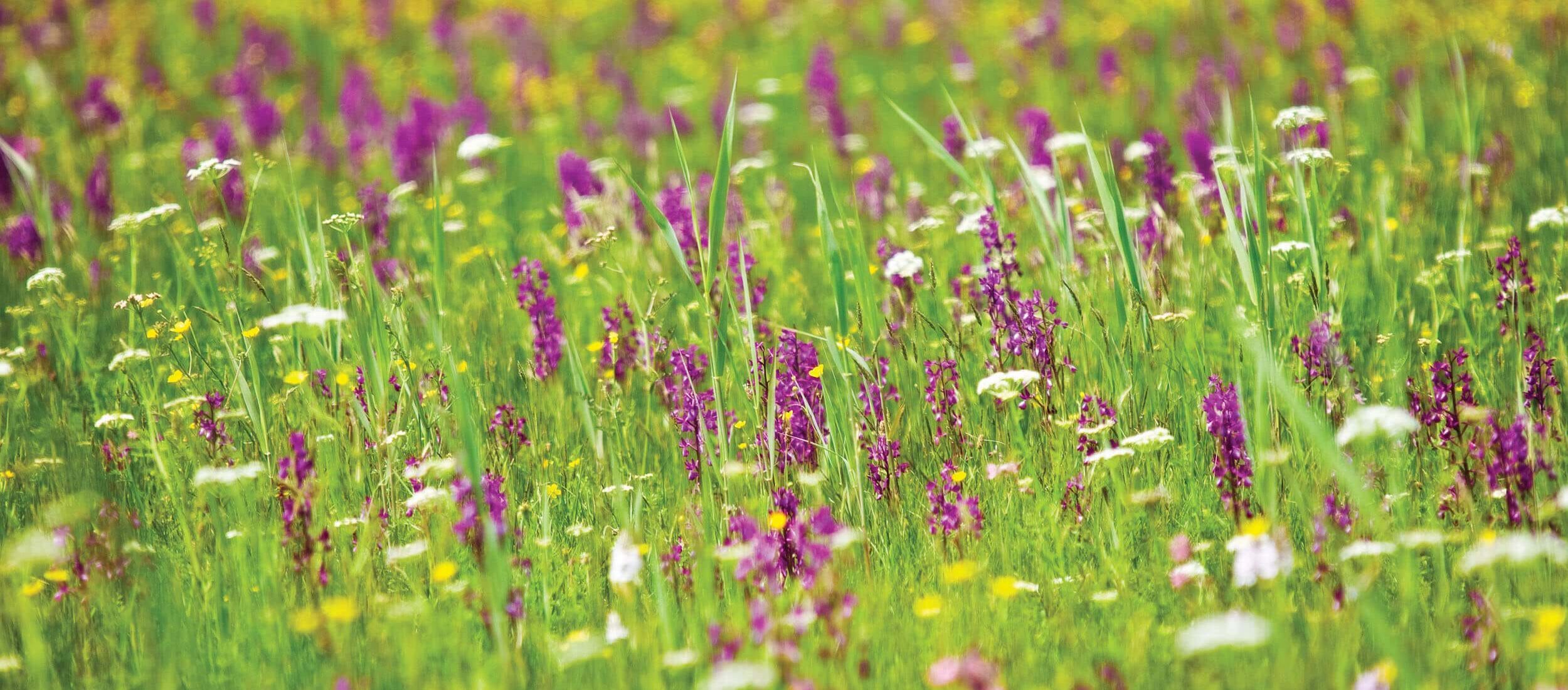 Albert Bartlett Cover Crop Competition 2024 Albert Bartlettalbert Bartlett Albert Bartlett Cover Crop Competition 2024 Albert Bartlettalbert Bartlett